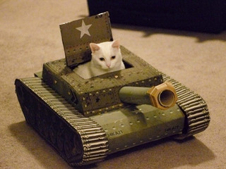Bermain cat in tank